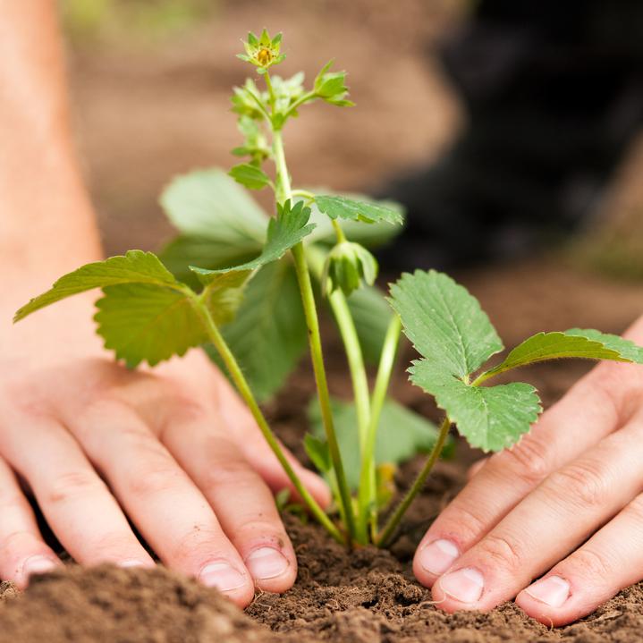 Die roten Beeren richtig anbauen