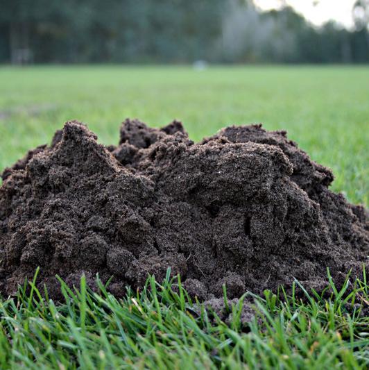 Keine Maulwurfshügel mehr im eigenen Garten