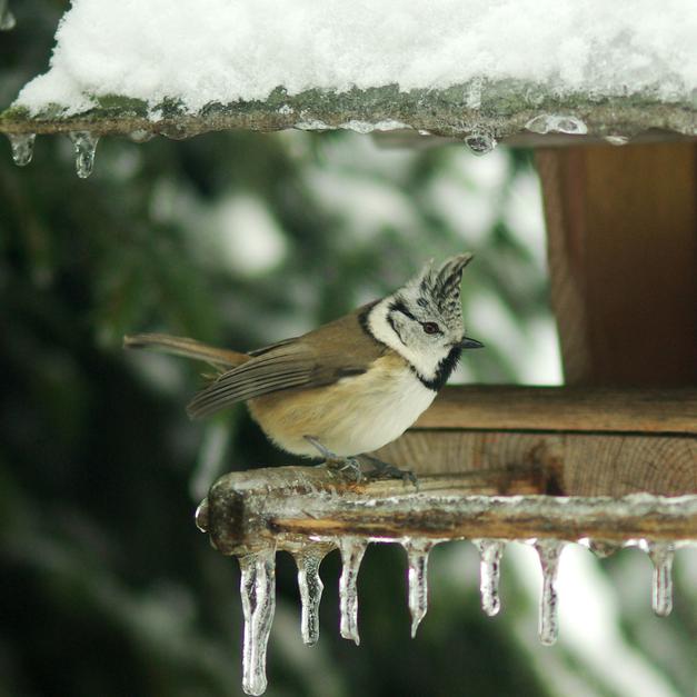 Winterversorgung für Vögel