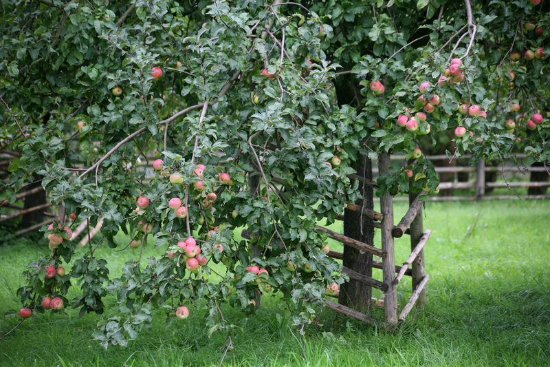 Obstbäume richtig pflanzen