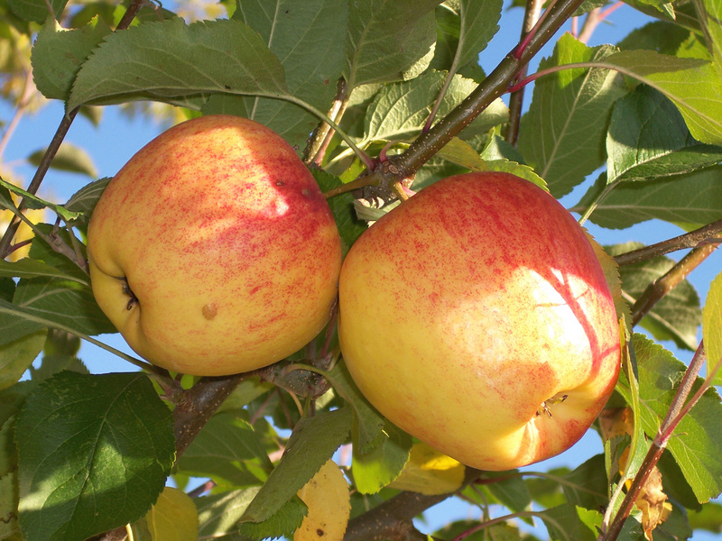 Obstbäume richtig schneiden