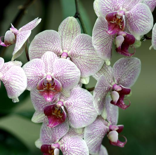 Exotische Blumen richtig gießen und düngen