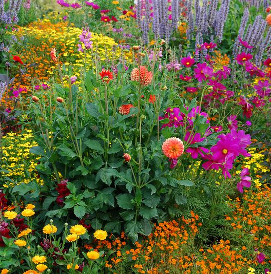 Stauden: Blumen, Blattwerk oder Trockengewächse