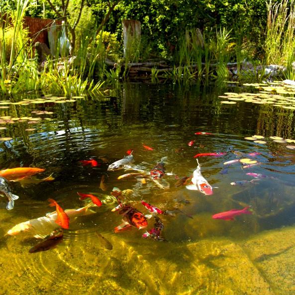 Welche Fische den Gartenteich bevölkern