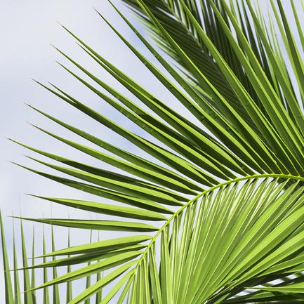 Wie südliche Palmenarten überwintern