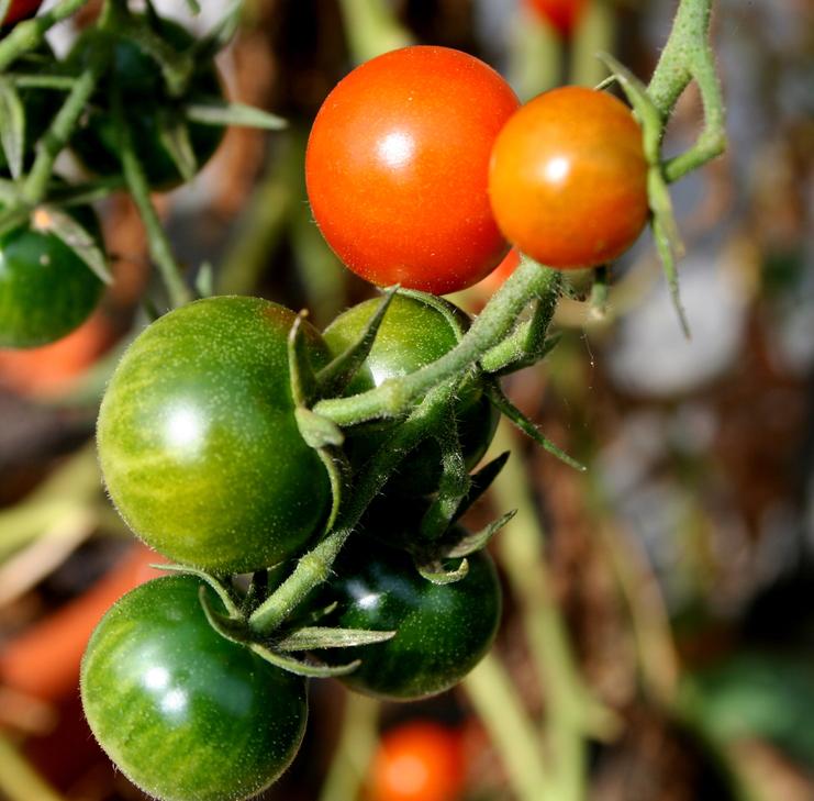 Wie Wetter und Erreger die Gesundheit der Tomaten beeinflussen