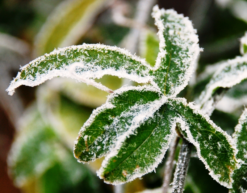 Überwintern von Pflanzen