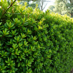 Bäume als natürlicher Sichtschutz: Die besten Sorten für Ihre Privatsphäre