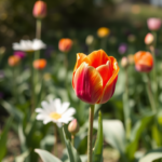 Die 10 schönsten Blumen für Ihren Frühlingsgarten